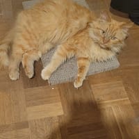 Caledonie Sauvagnon 4, chatte à adopter