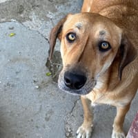 VIOLETA, chienne à adopter
