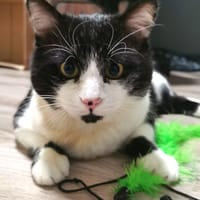 ZORRO, chat à adopter
