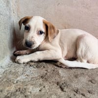 🐾 À L’ADOPTION – KALIE 🐾, chienne à adopter