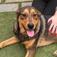 CANDELA (Martina), chienne à adopter