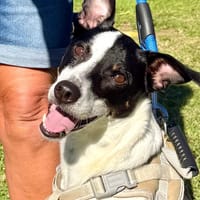 RAFI (Martina), chien à adopter