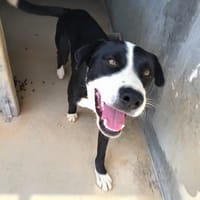 DRAKI (Rescate), chien à adopter