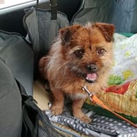 Mauricio, perro en adopción