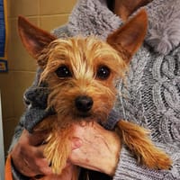 Ares, perro en adopción