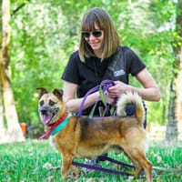 Greco, pies do adopcji