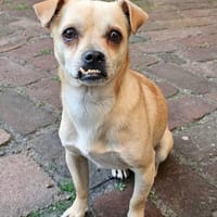 PHILIPPO sucht das große Glück, Hund zur Adoption