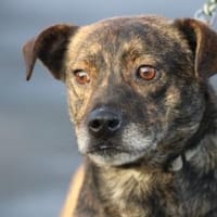 Gustav - fröhlich u. verspielt, Hund zur Adoption