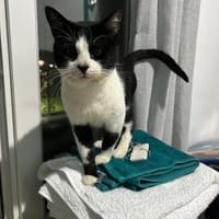 Zuhause gesucht für Paul, Kater zur Adoption
