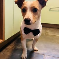 Twix 9 Monate Chihuahua-Jack Russle mix, Hund zur Adoption