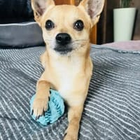 🐾 Da Vinci  sanfter kleiner Chihuahua, Hund zur Adoption