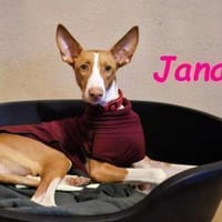 Jana2 liebe Podenco Ibicenco Junghündin!, Hündin zur Adoption
