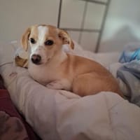 Josie möchte ihre Familie finden 🍀, Hündin zur Adoption