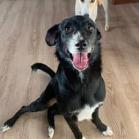 Verliebst du dich in Freddy?, Hund zur Adoption