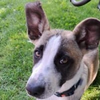 Wer schenkt Track ein Zuhause?, Hund zur Adoption