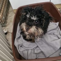 Schuko Sucht seine Menschen, Hund zur Adoption