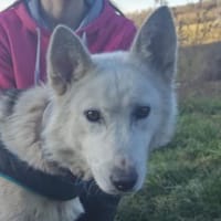 Wundervolle ADRIENA, Hündin zur Adoption