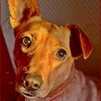 Charmeur mit Stehohr, Hund zur Adoption