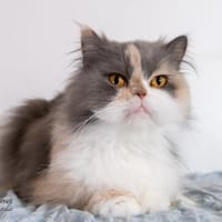 Vinaja, Katze zur Adoption