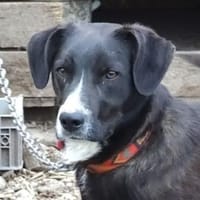RINGO sucht Familienanschluss, Hund zur Adoption