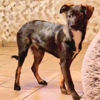 Thomas -  weicher liebevoller Rüde🍀, Hund zur Adoption