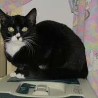 Wara, Katze zur Adoption