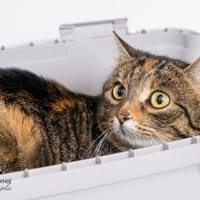 Punkti, Katze zur Adoption