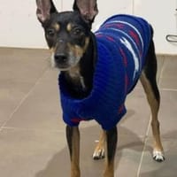 Chico wartet auf Pflegestelle, Hund zur Adoption