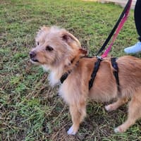 Roger sucht dringend Familenanschluß, Hund zur Adoption