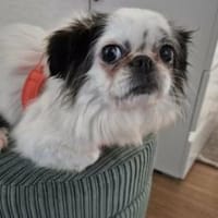 Traumhund Tilda, Hündin zur Adoption