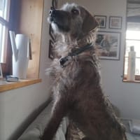 Giulio - auf Pflegestelle in Deutschland, Hund zur Adoption