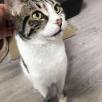 LENNY ❤, Kater zur Adoption