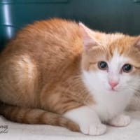 Pico + Pitan, Kater zur Adoption