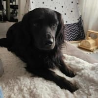 Fuio liebt Spaziergänge in der Natur, Hund zur Adoption