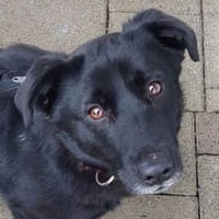 Herzensbrecher MARCEL 2, Hund zur Adoption