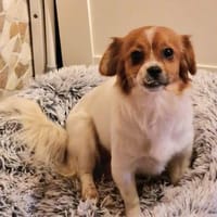 Lilith - eine ganz besondere Hündin 🍀, Hündin zur Adoption