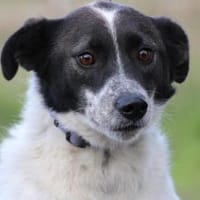 Mirona - sehr zutraulich u. verspielt, Hündin zur Adoption