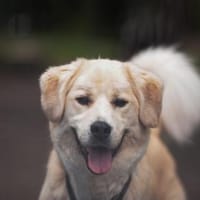 Schenkst du Malouk ein eigenes Zuhause?, Hund zur Adoption