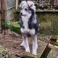 Bildhübsche MASHA sucht ihre Familie!, Hündin zur Adoption