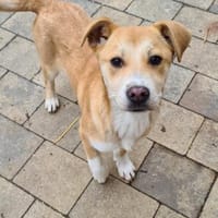 Zuckersüße TAMI sucht ihr Körbchen, Hündin zur Adoption