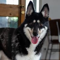 Bonita: verzaubert sie auch dich, Hündin zur Adoption