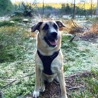 Lui, 83026 Rosenheim sucht ein Zuhause, Hund zur Adoption