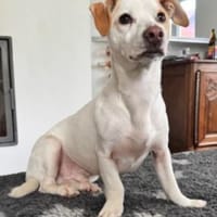Manolo gibt nicht auf und sucht DIch, Hund zur Adoption