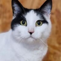 Bonny, Katze zur Adoption