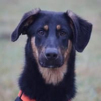 Nehmen Sie liebenswerten Deny auf ?, Hund zur Adoption