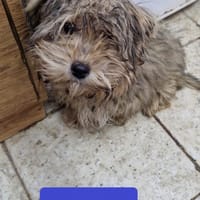 Flip sucht seine Menschen, Hund zur Adoption