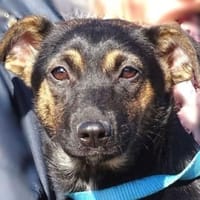 LINA sucht Familienanschluss, Hündin zur Adoption