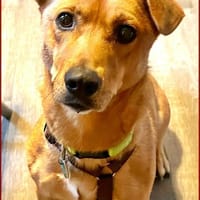 Pucki - Charmeur mit Stehohr, Hund zur Adoption