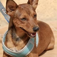 Ilia Topuria,zutraulich,freundlich,agil, Hund zur Adoption