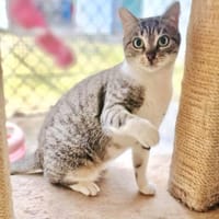 Wunderschöne, anhängliche Katze Pippa, Katze zur Adoption